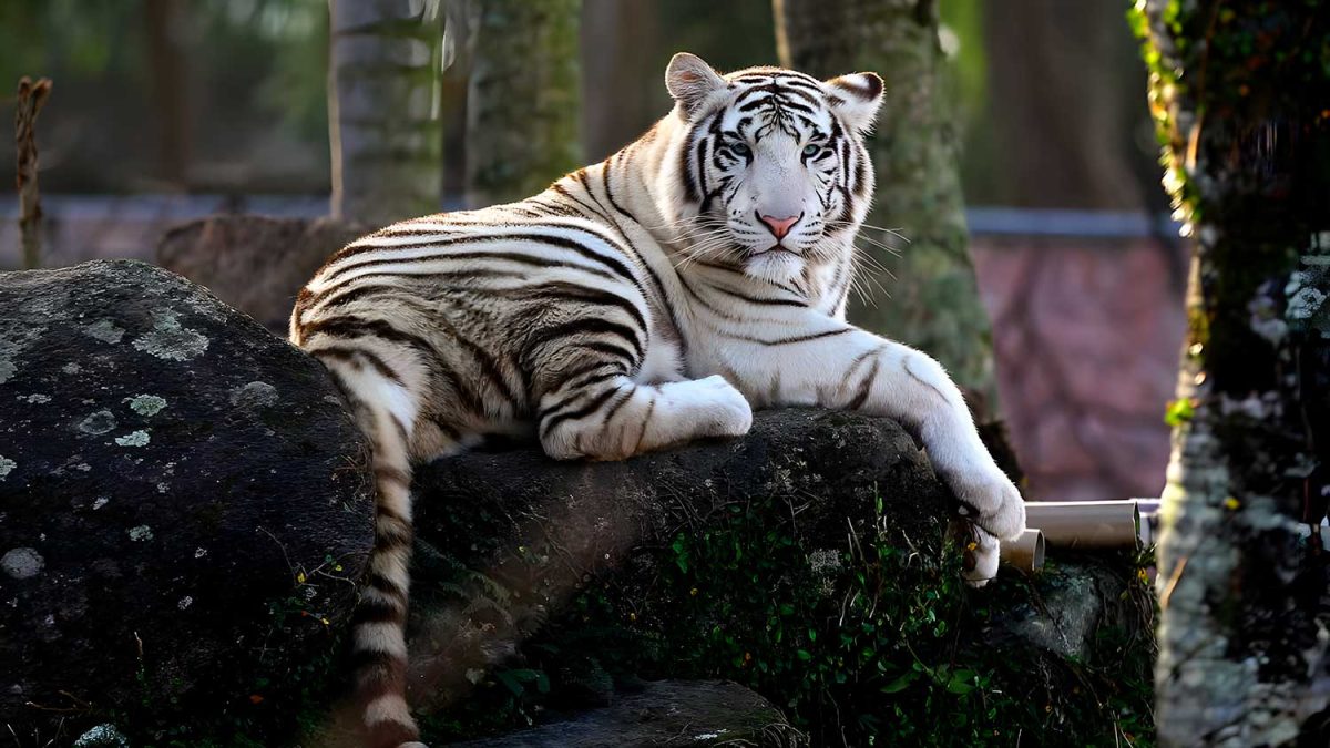 Preso por abuso sexual, alerta de frio intenso e zoológico fechado; o que você precisa saber nesta sexta