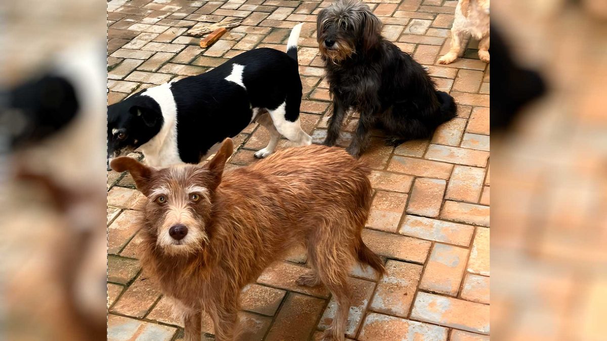 Maus-tratos a animais, bebê sozinho e parada LGBTQIAPN+; o que você precisa saber nesta quinta-feira