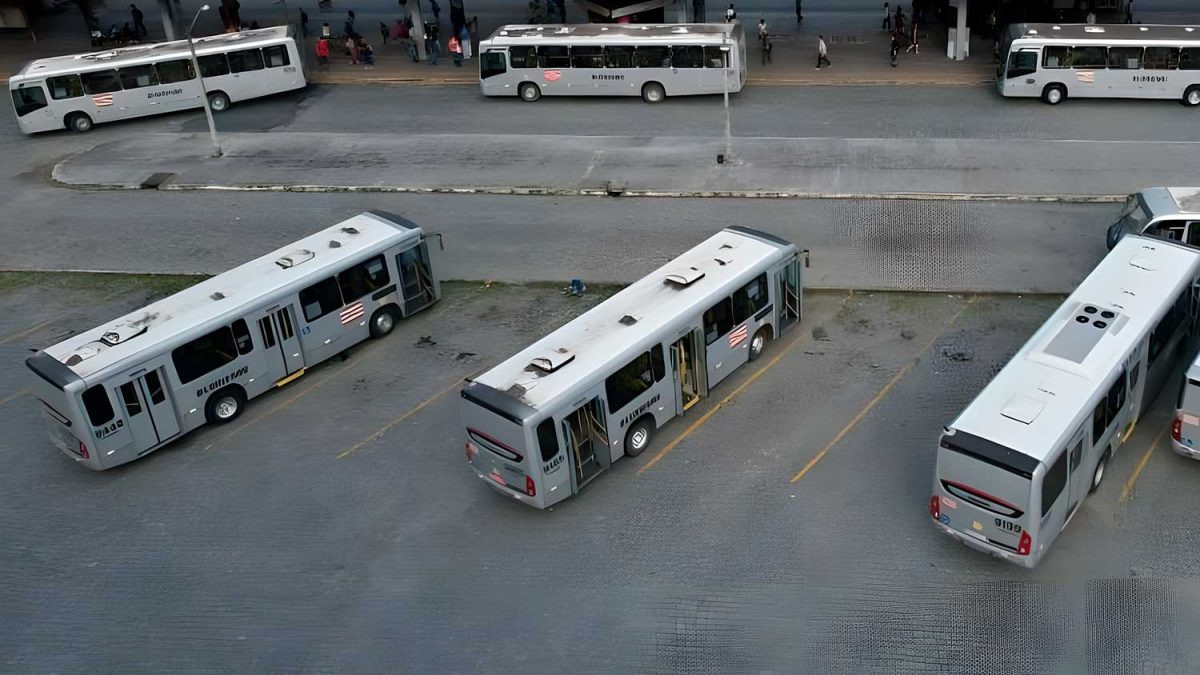 Limpeza urbana, ônibus de graça, maus-tratos a animais e licor premiado; o que você precisa saber nesta quinta