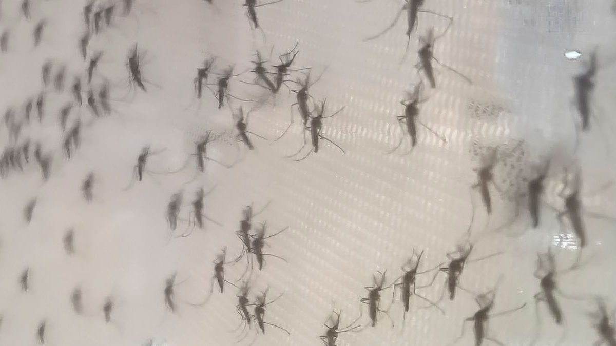 Bactéria contra a dengue; paraenses em Blu; policlínica em vez de Câmara: o que você precisa saber nesta quarta