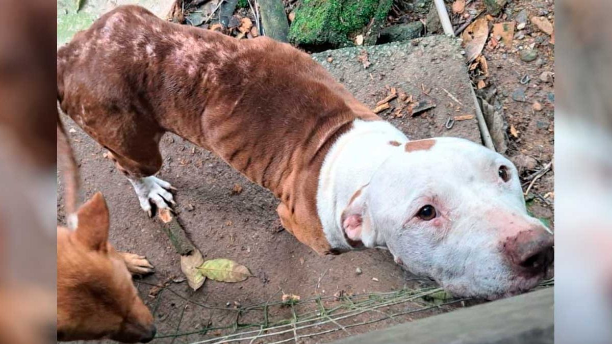 Animais maltratados; concessão do Parcão; croquete na Oktober: o que você precisa saber nesta quarta-feira