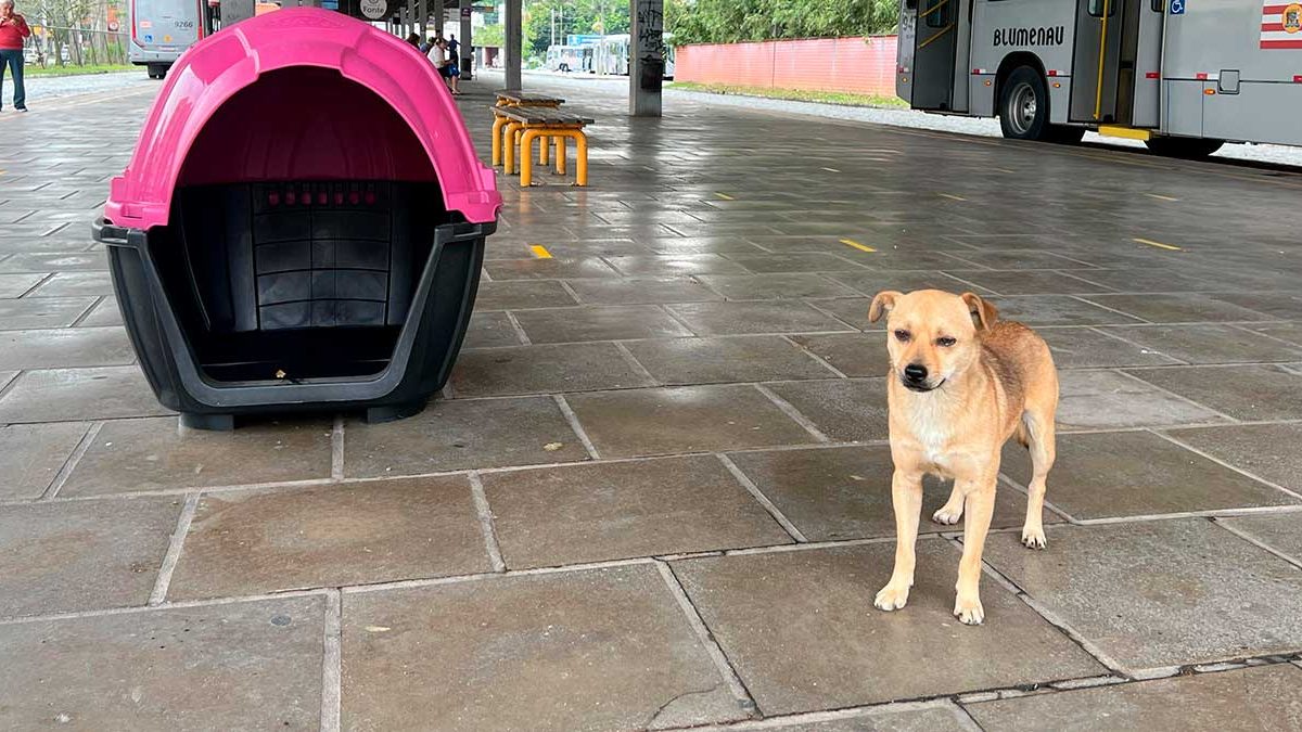 Casinhas para cães; chance ao Biergarten; lixo na margem esquerda: o que você precisa saber nesta quinta