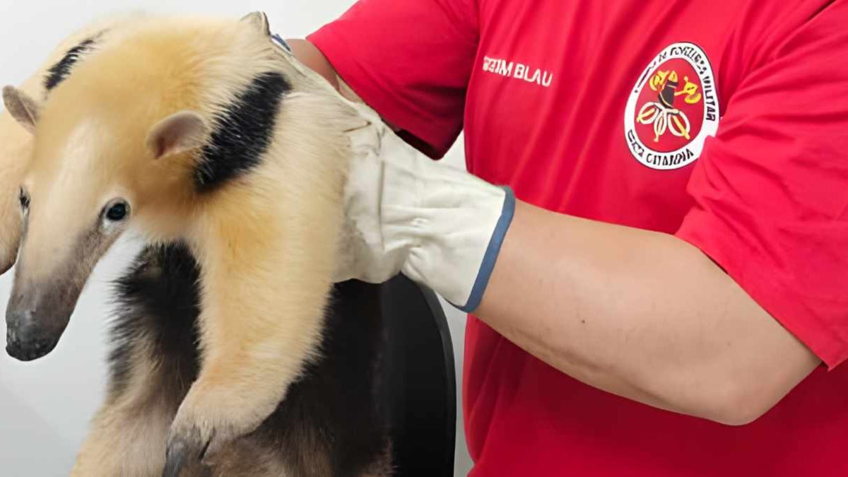 Tamanduá em casa; concessão do Biergarten; evento no Rio Itajaí-Açu: o que você precisa saber nesta terça
