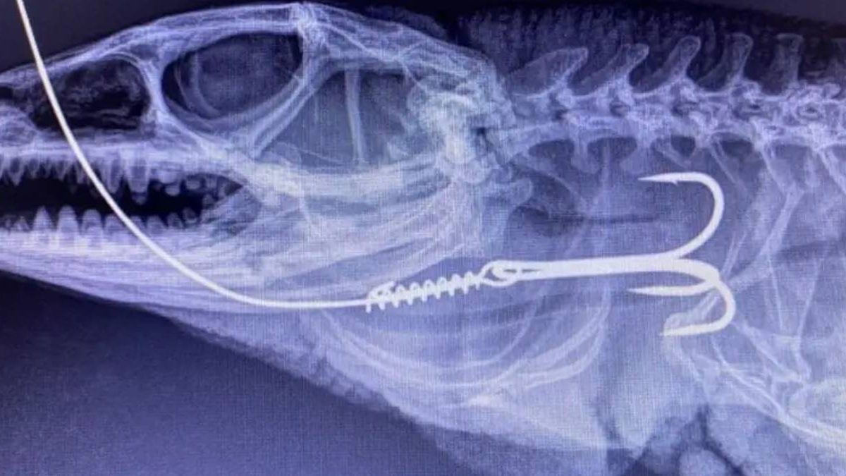 Lagarto com anzol; patinete para maiores; desfile de Natal: o que você precisa saber neste fim de semana