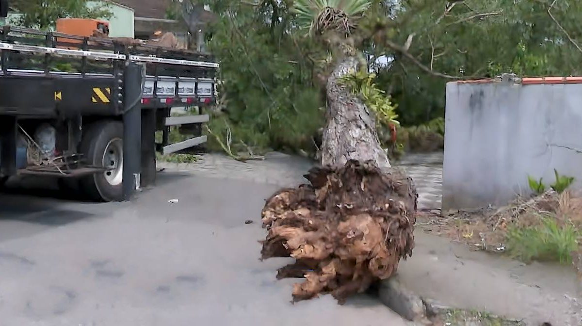 Quedas de árvores; filas na BR-470; bem-estar animal; pesquisa: o que você precisa saber nesta quinta-feira