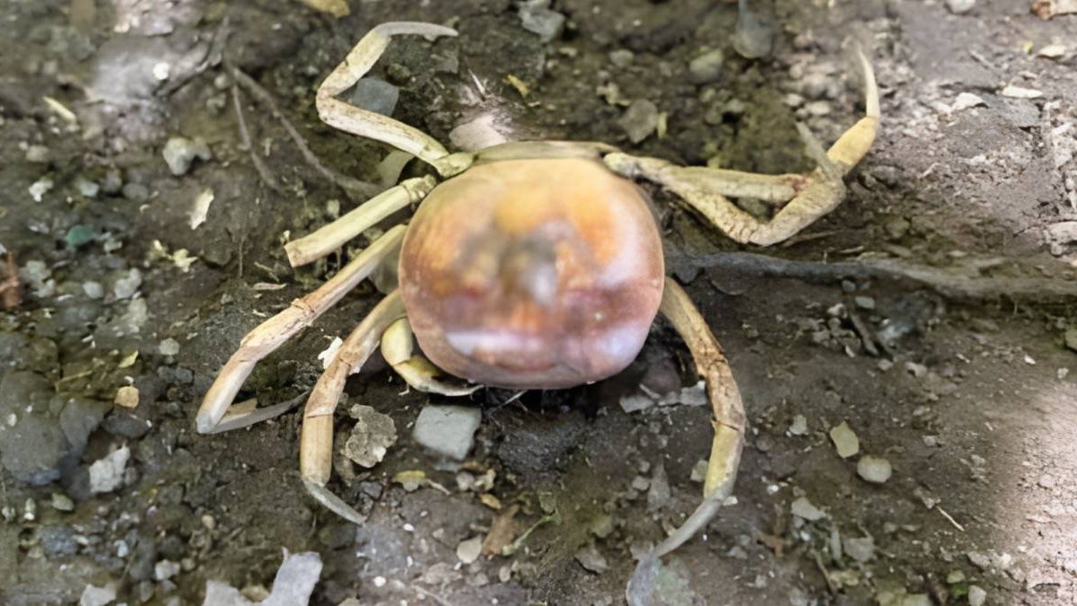 Temporal; caranguejo; motos na passarela; mato na ciclofaixa: o que você precisa saber nesta sexta-feira
