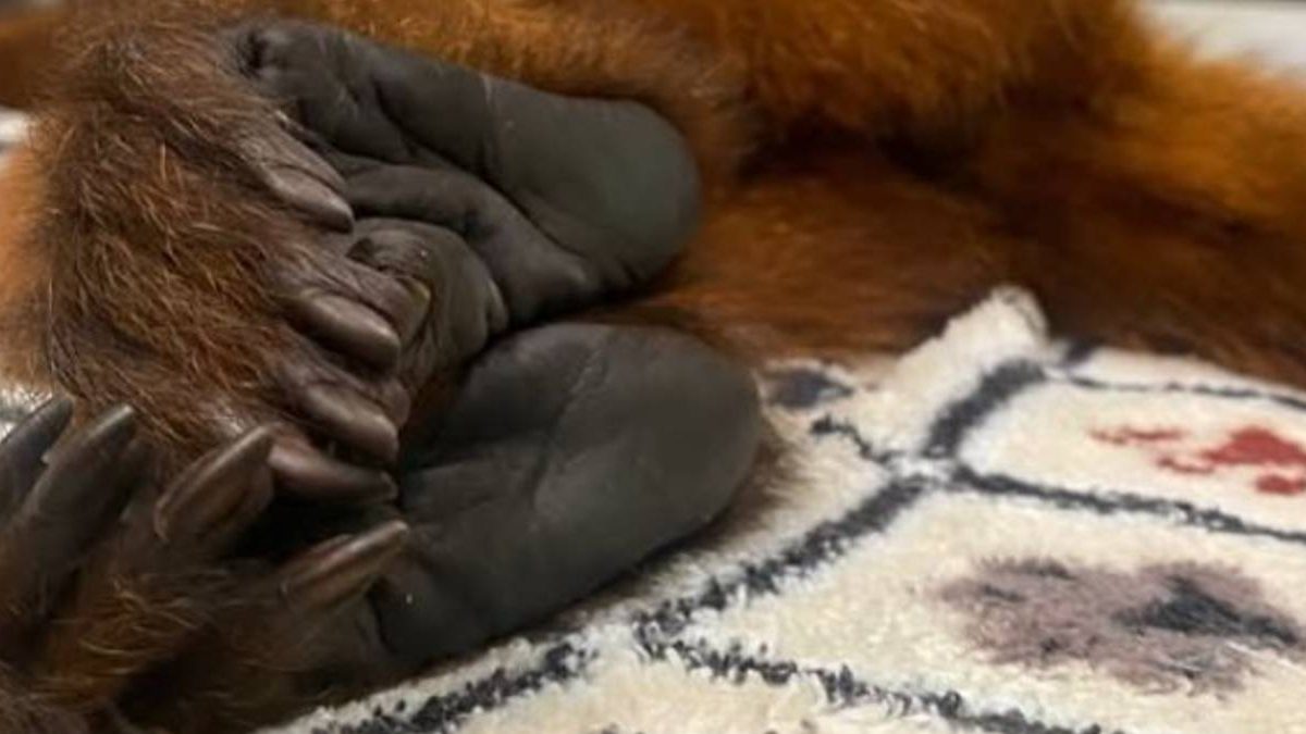 Acidentes fatais; retorno da Prefeitura; bugio em recuperação: o que você precisa saber nesta segunda-feira