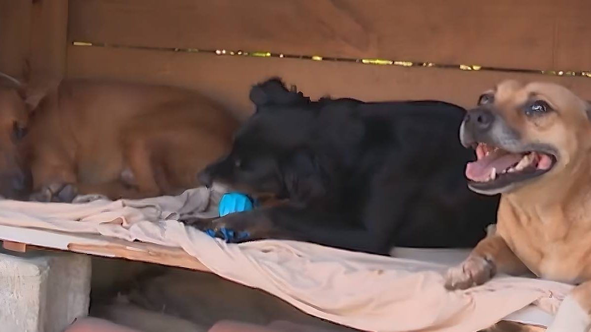 Apreensão de anabolizantes; cães comunitários; casinhas para animais: o que você precisa saber nesta terça