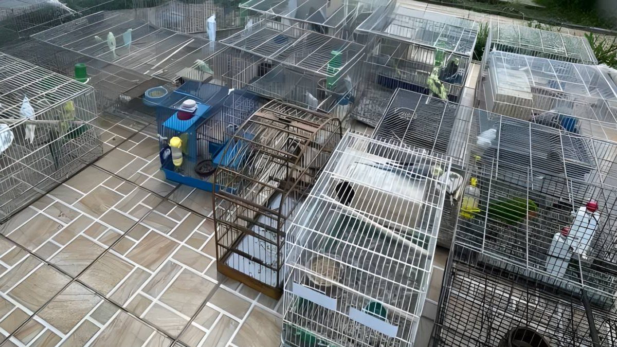 Maus-tratos a animais; violência doméstica; BR-470 letal: o que você precisa saber neste fim de semana