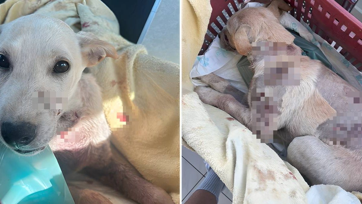 Cão ferido; Bierland da Opa Bier; fotos antigas; alagamentos: o que você precisa saber nesta segunda-feira