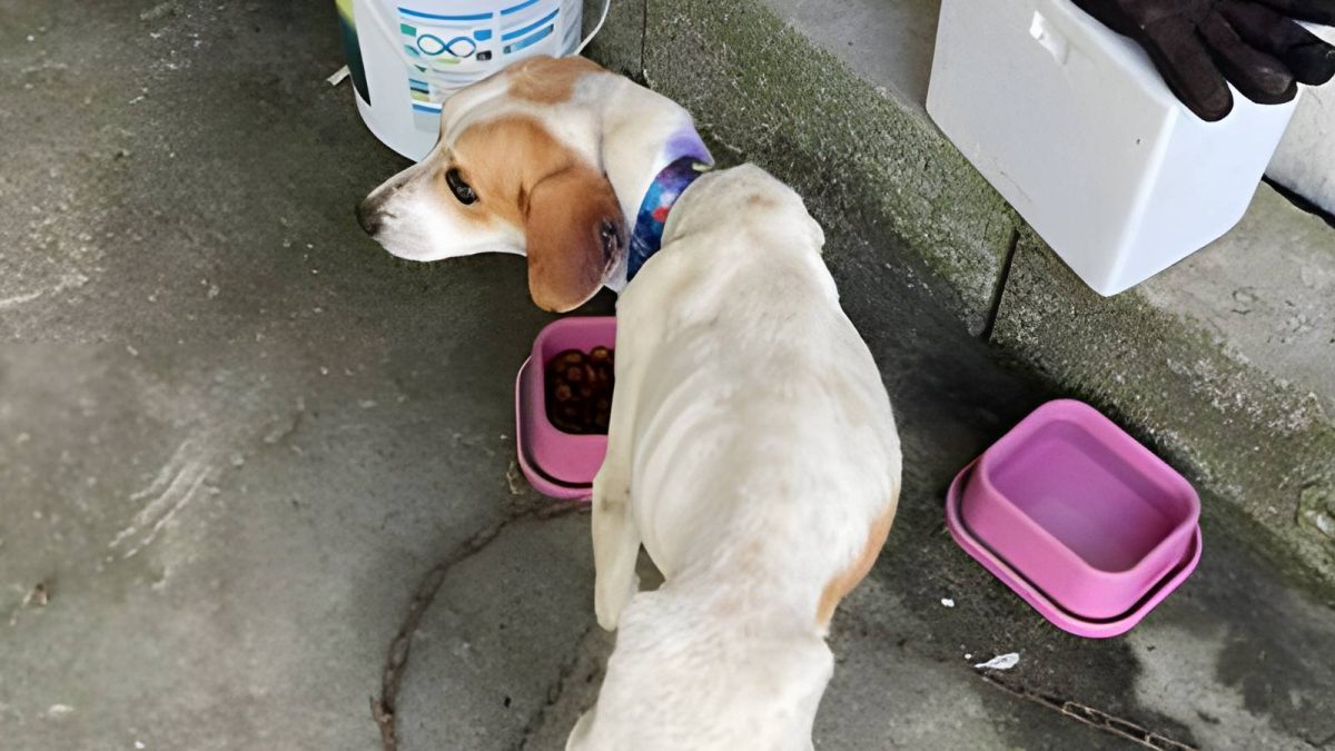 Maus-tratos a animais; telhado destruído; capital da cerveja: o que você precisa saber nesta segunda