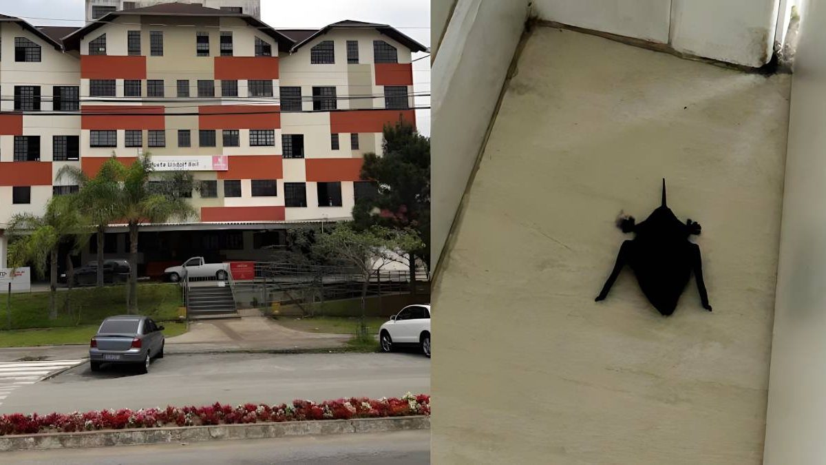 Morcegos na policlínica; passarela esquecida; celulares apreendidos: o que você precisa saber neste “finde”