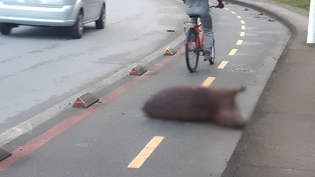 Prisão preventiva; BR-470 duplicada; capivaras atropeladas; luz no Sesi: o que você precisa saber nesta terça