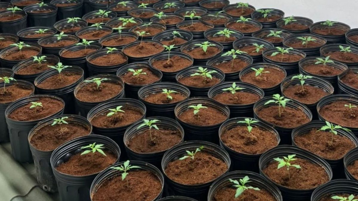 Banda de IA; morte no trânsito; maconha indoor; tiro na escola: o que você precisa saber nesta segunda