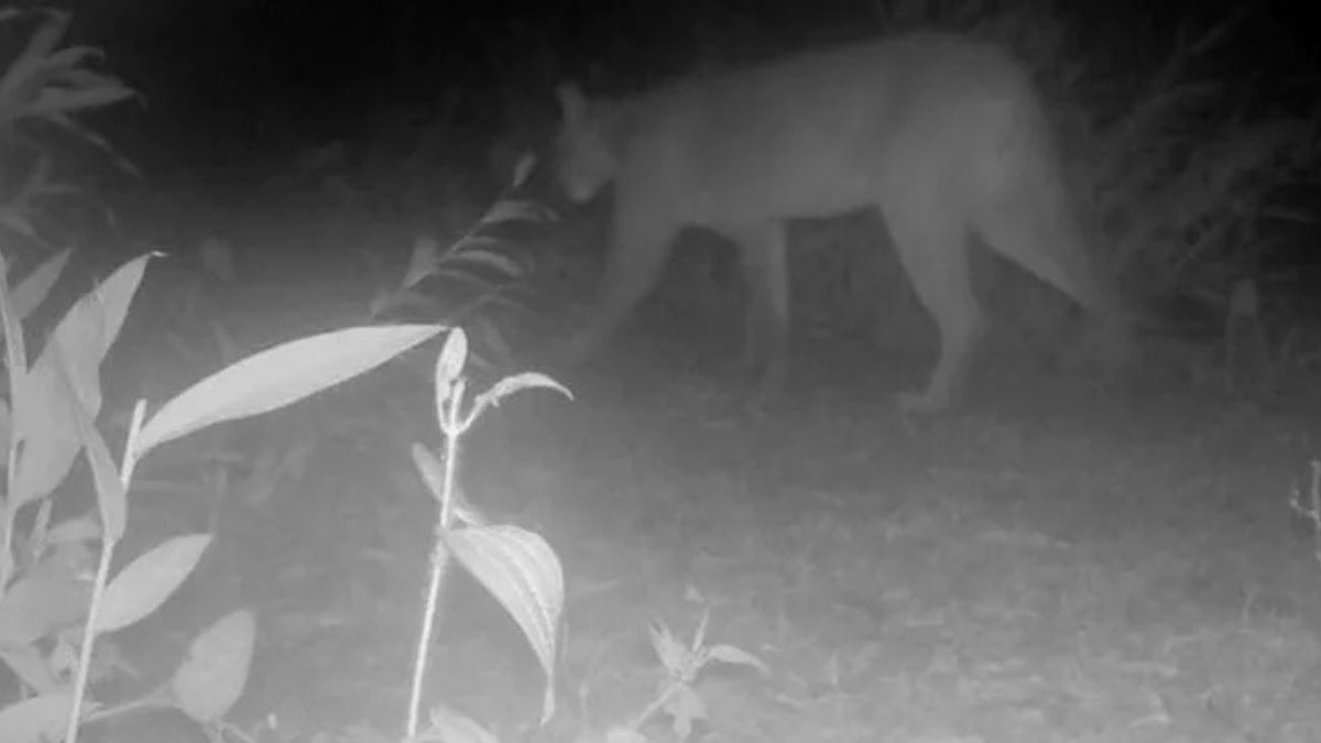 Empresa investigada; conserto de barragem; puma no parque: o que você precisa saber nesta sexta-feira